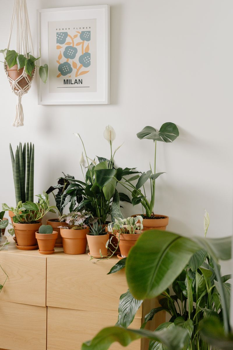 Small green pots lined along bright office shelving