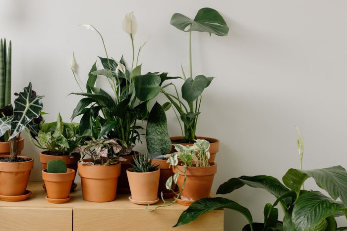 Terracotta clay pots with houseplants