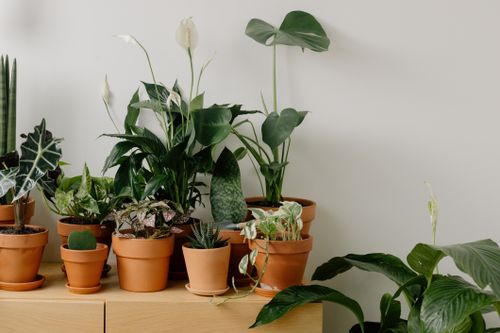 Free A collection of indoor houseplants in terracotta pots against a light wall. Stock Photo