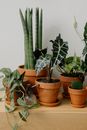 Green Cactus Plant on Brown Clay Pot