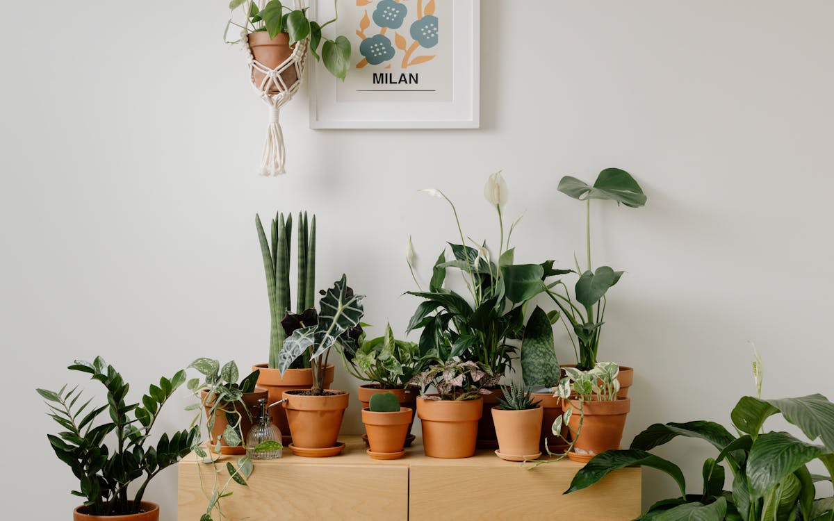A variety of houseplants elegantly arranged in clay pots, creating a lush indoor green space.