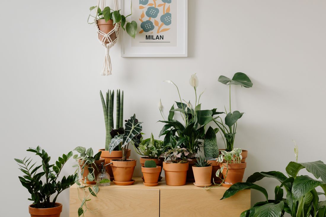 Plantenadvies sfeerbeeld