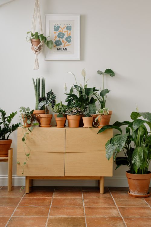 Potted Green Plants on a Wooden Cabinet · Free Stock Photo