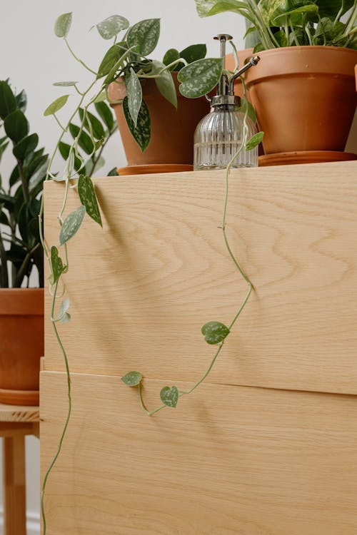 Potted Plants and a Spray Bottle on a Wooden Cabinet