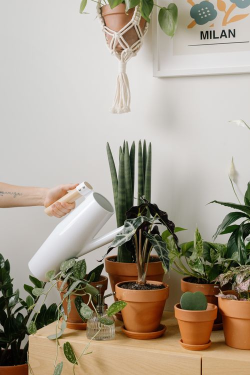Free A hand waters various indoor plants in terracotta pots, enhancing home greenery. Stock Photo