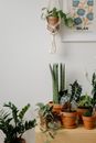 Free stock photo of cactus, contemporary, decoration