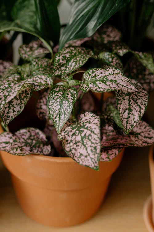 Close Up Photo of a Plant in Brown Pot