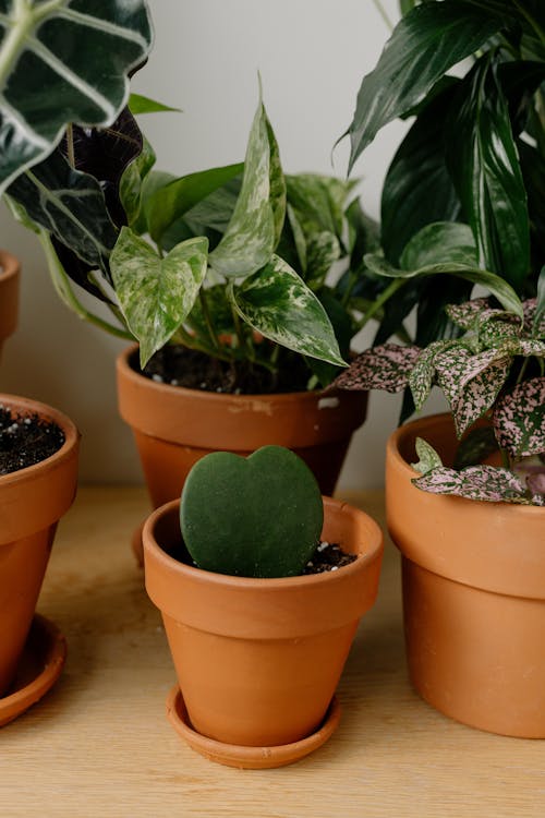 Indoor Plants on Clay Pots