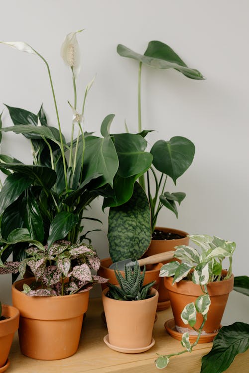 A Growing Plants on Brown Pots