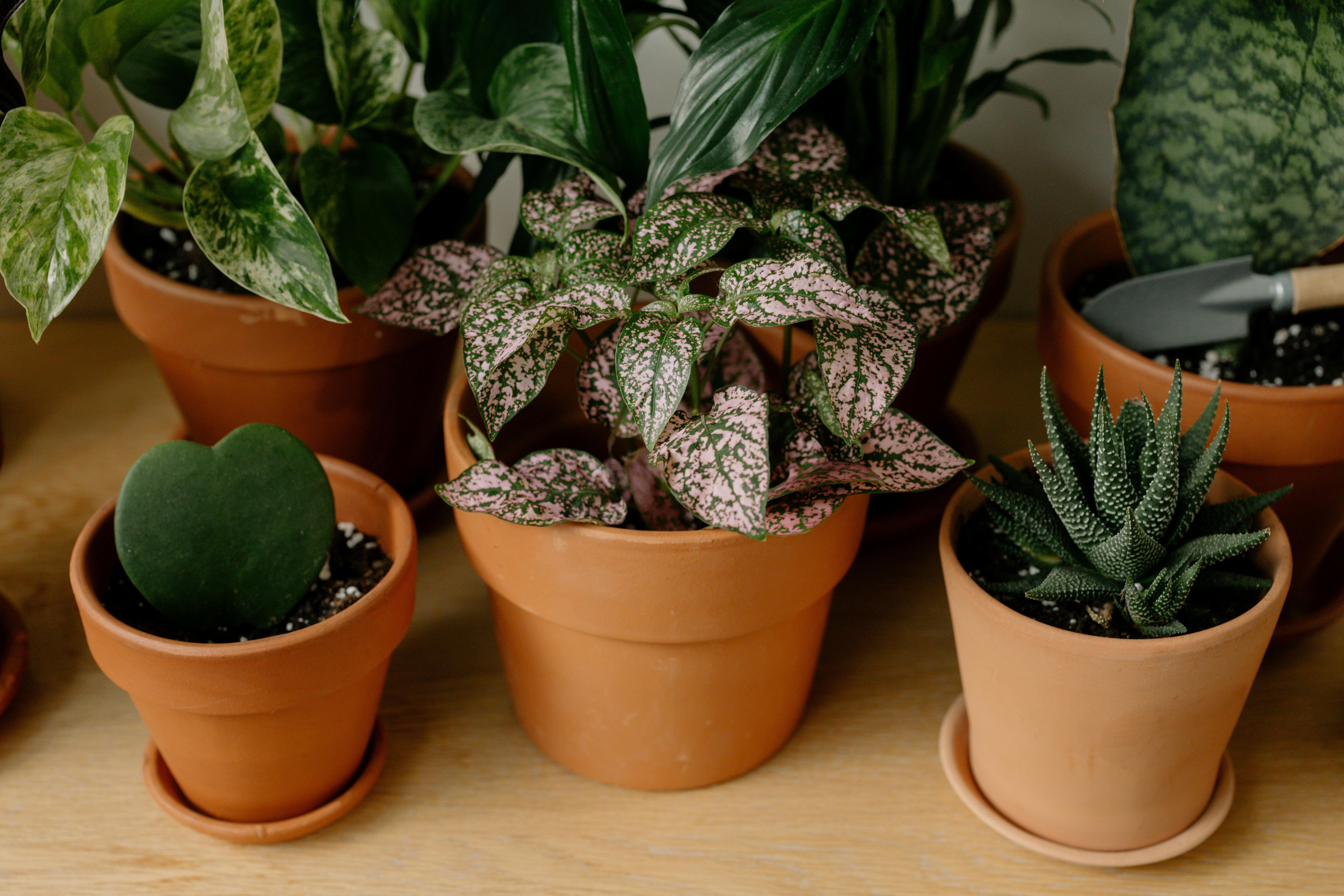 Different types of Indoor plants