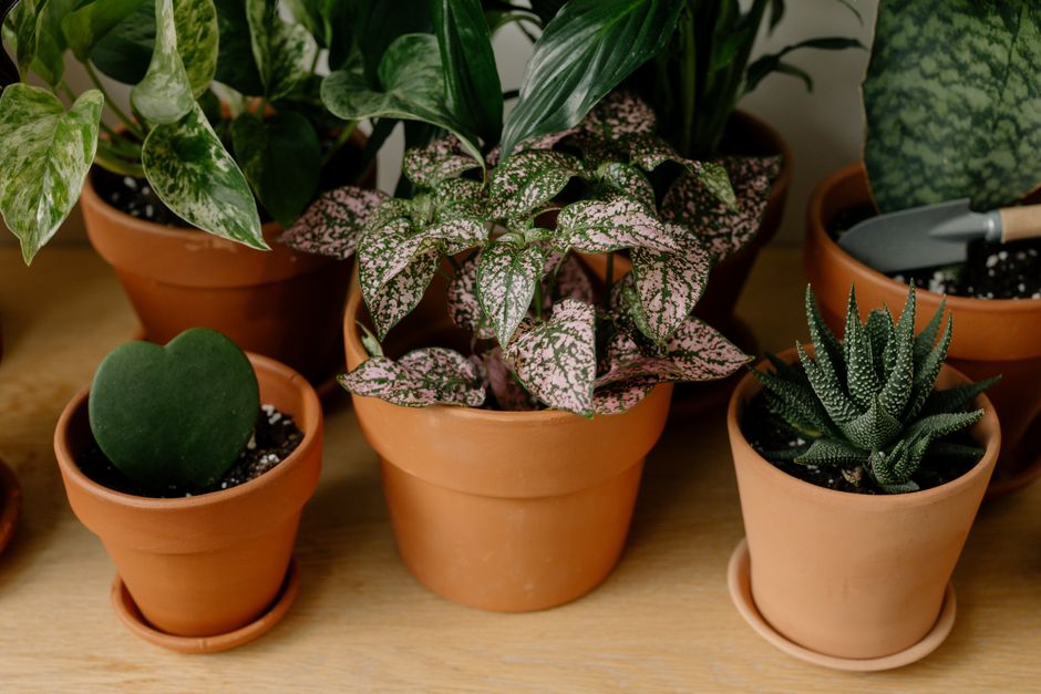 Kleurrijke Calathea met herfstbladen. Kleurrijke Calathea met herfstbladen.