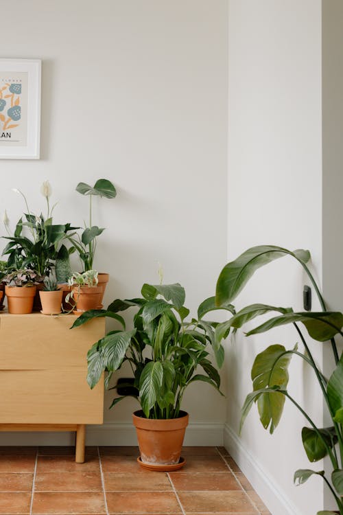 Plants at the Corner of the Room