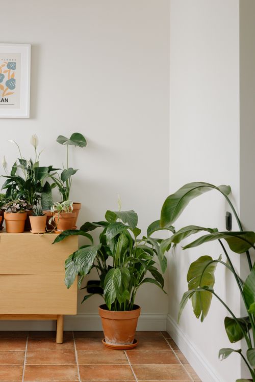 Free A cozy corner with various indoor potted plants in clay pots and minimalist decor. Stock Photo