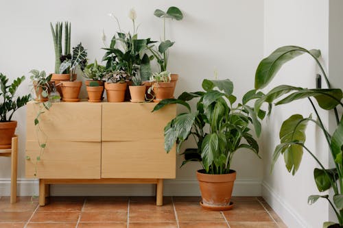 Green Potted Plants inside the House