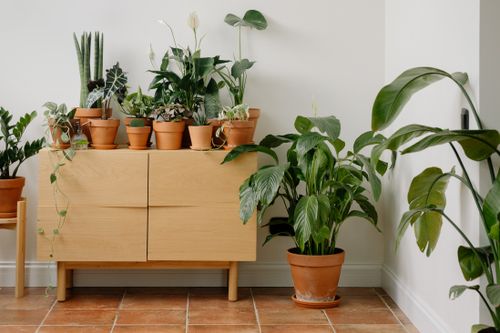 Free A stylish indoor display of various potted houseplants on a wooden cabinet, perfect for home gardening enthusiasts. Stock Photo
