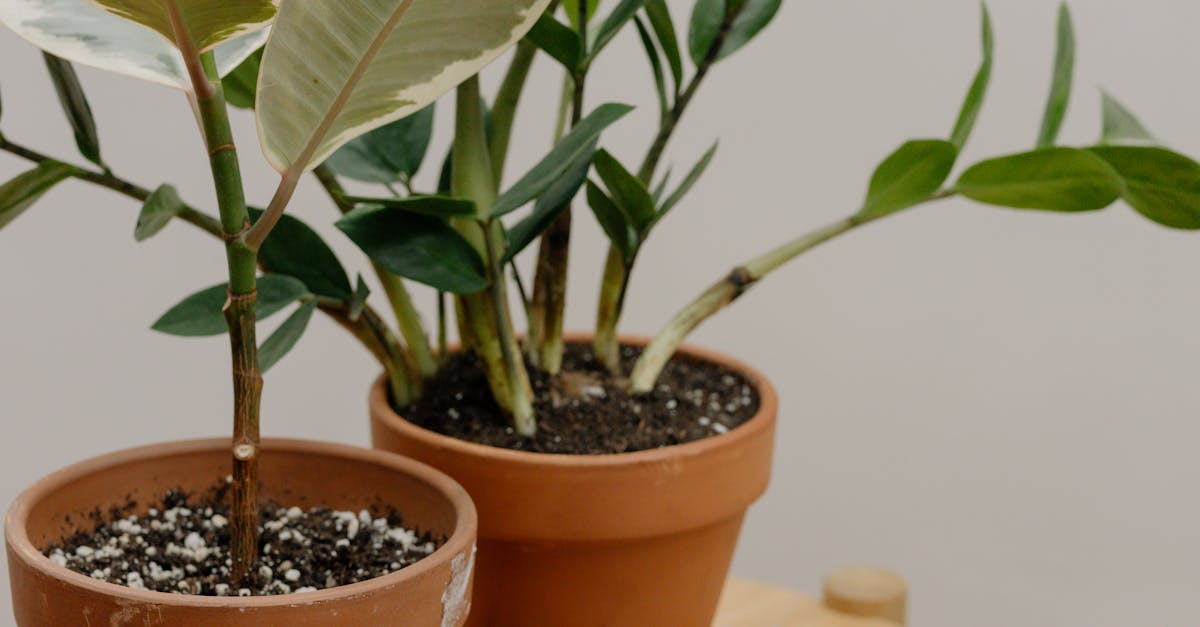 How to get rid of gnats off houseplants