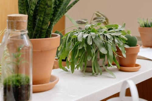 Free A serene composition of various potted plants and a terrarium on a white counter. Stock Photo