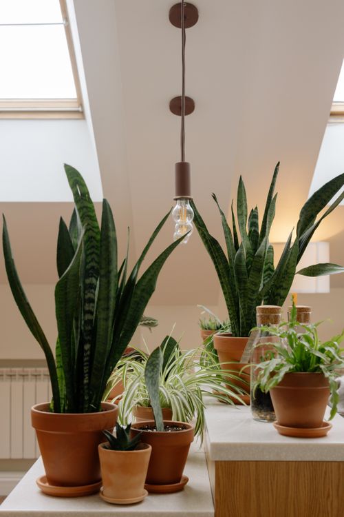 Snake plants and houseplants arranged together — photo by cottonbro studio on Pexels