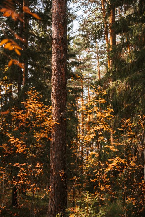Free Sunlit autumn forest scene with tall pine trees and golden leaves creating a tranquil atmosphere. Stock Photo