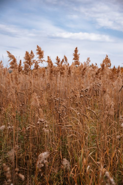 Free Golden brown reeds against the sky, capturing autumn's essence in a serene nature scene. Stock Photo