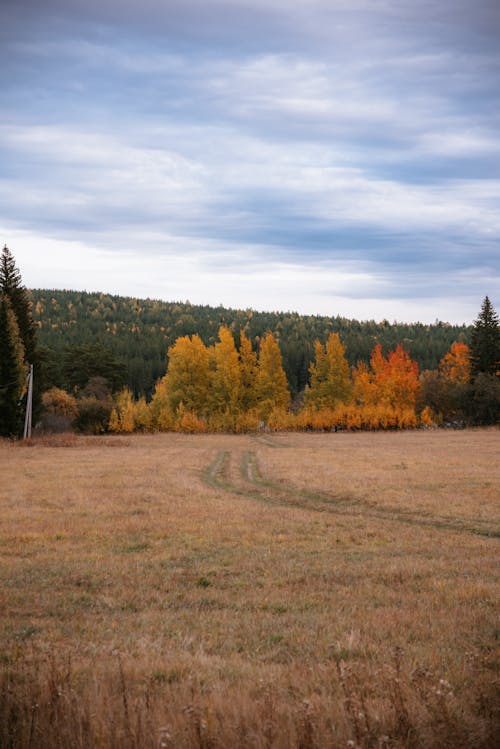 Scenic View of a Field Near the Forest