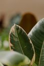 Green Leaf Plant in Close Up Photography