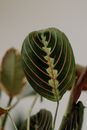 Free stock photo of beautiful, botanical, close-up