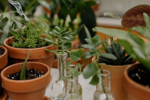Beautiful Indoor House Plants