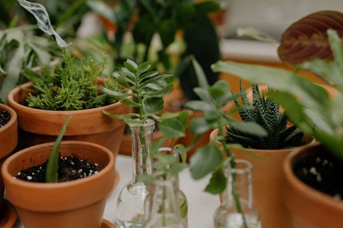 Free A collection of indoor plants in clay pots, creating a serene home gardening atmosphere. Stock Photo