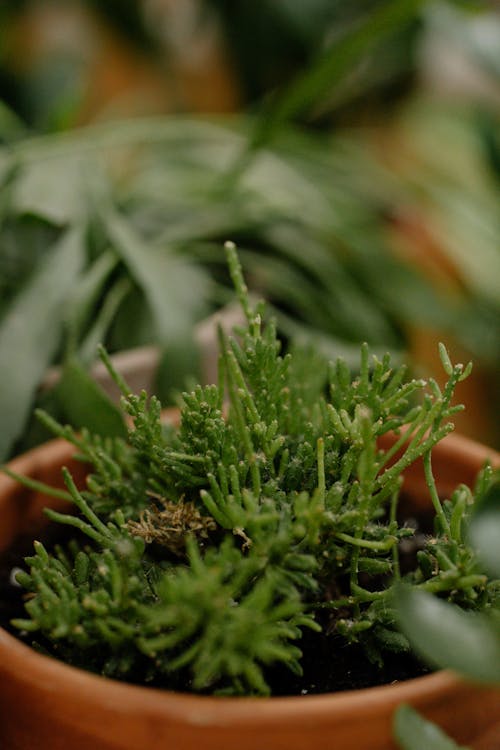 Close Up Photo of Green Plant