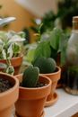 Free stock photo of basil, blur, cactus