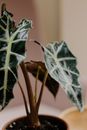 Green Plant in Brown Pot