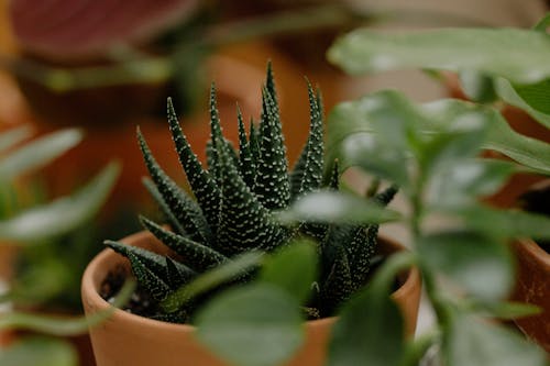 Free Close Up Photo of Green Plant Stock Photo