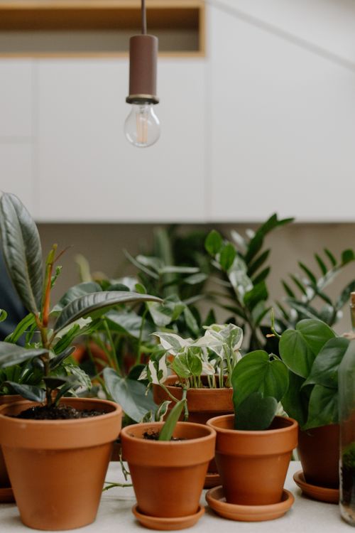Free A collection of indoor potted plants and succulents in terracotta pots under warm lighting. Stock Photo