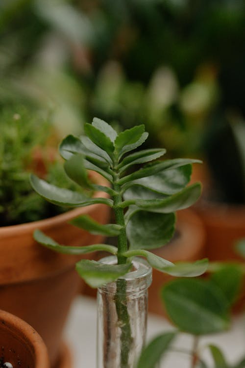 Free Close Up Photo of Green Plant Stock Photo