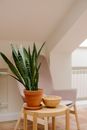 Free stock photo of cactus, contemporary, family