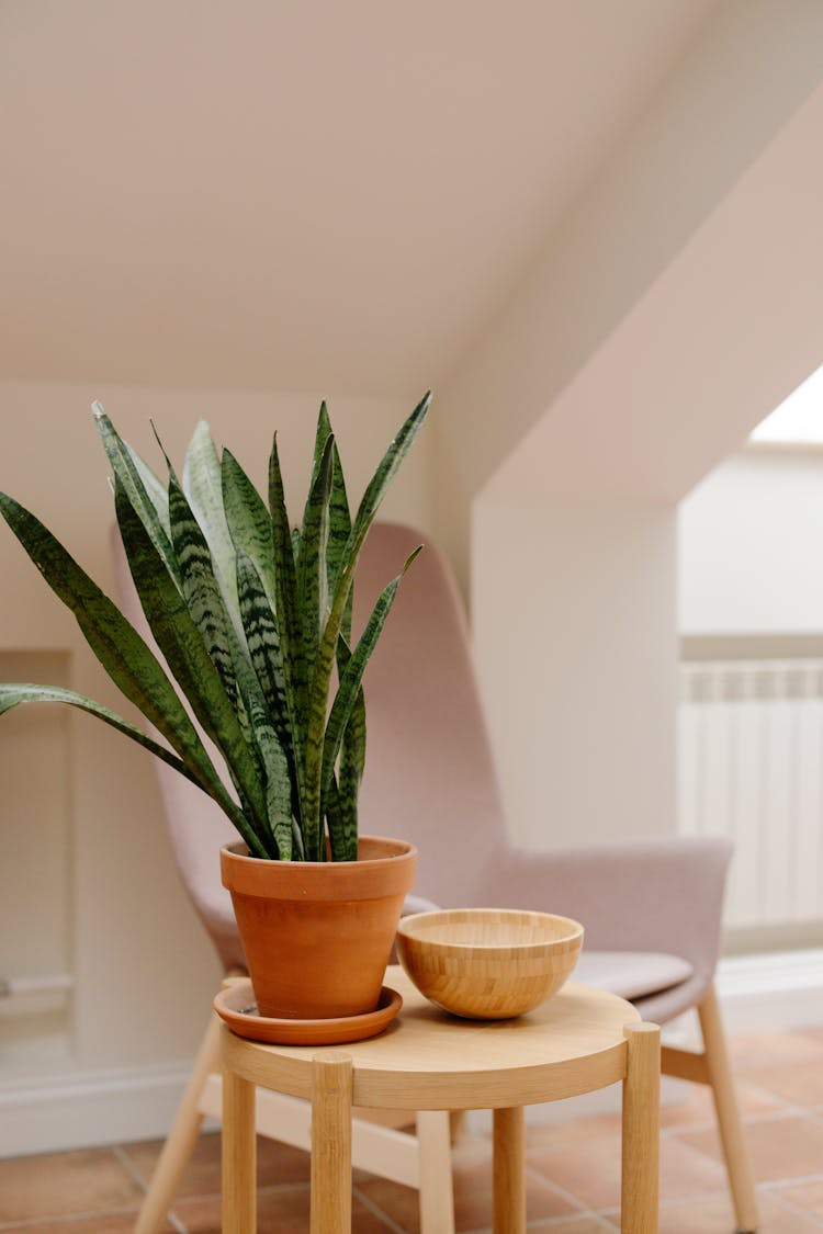 Snake Plant In A Pot 