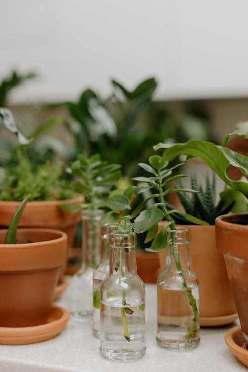 Succulent Plants in Clay Pots and Glass Bottles