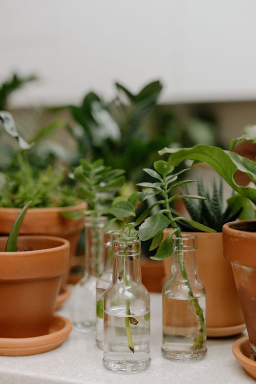 Free Aesthetic arrangement of succulents and glass bottles indoors with a neutral background. Stock Photo