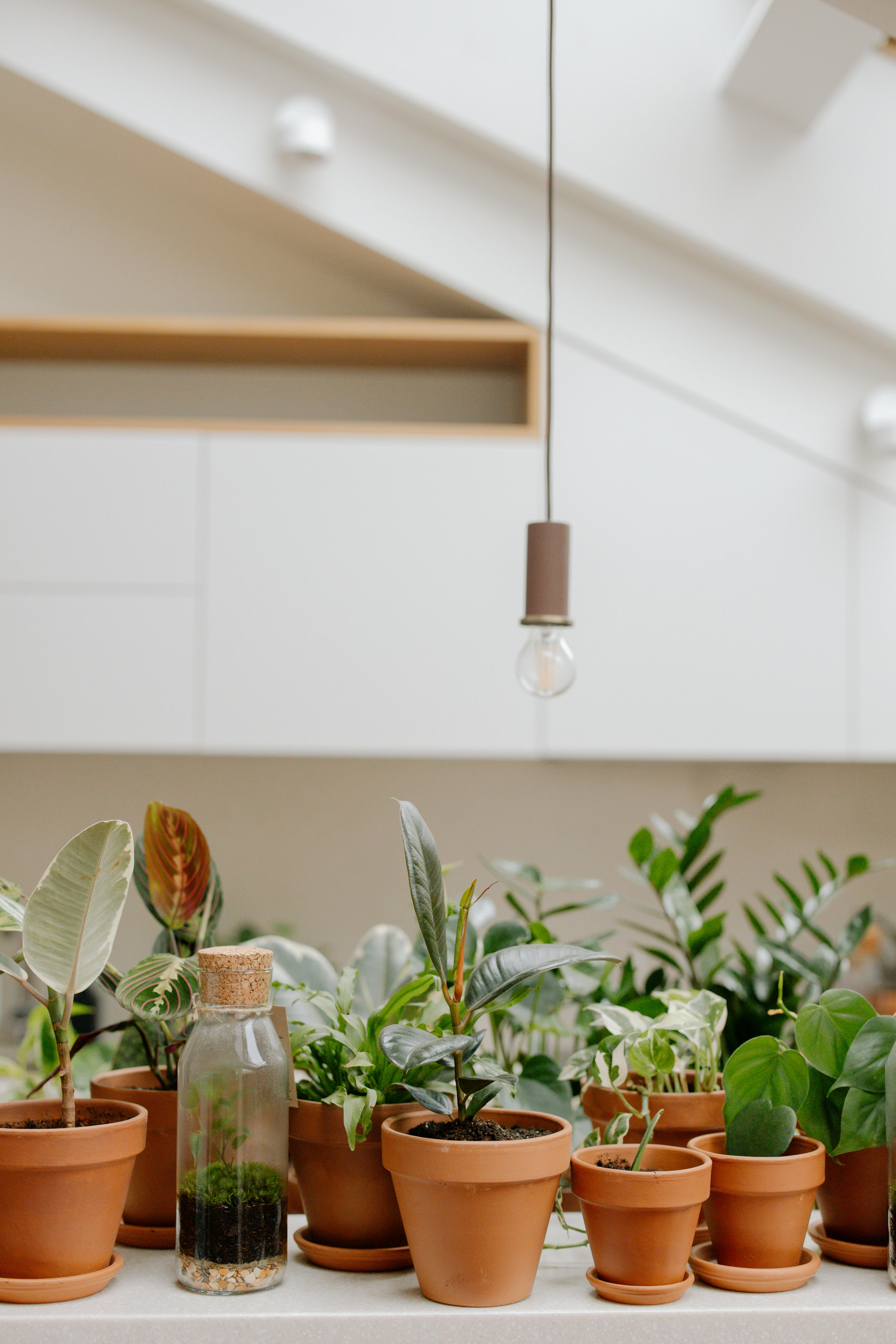 Potted Green Plants inside the House · Free Stock Photo