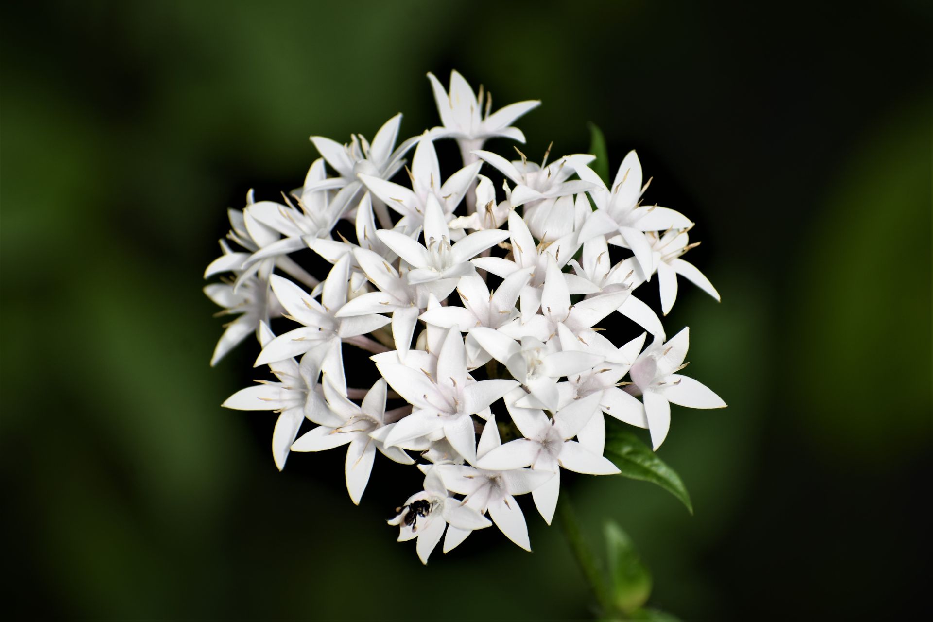 A detailed close-up of delicate white jasmine flowers in full bloom against a dark green background.
