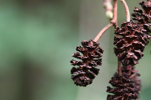 Close-Up Shot of Conifer Cones
