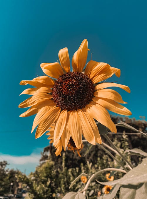 Free Close-Up Shot of a Sunflower  Stock Photo