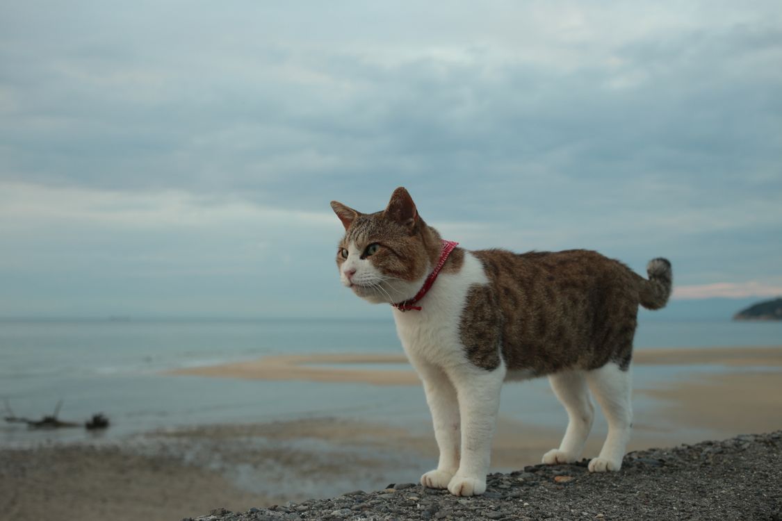 Beach Color Cat Cat on Beach Shoreline with Ocean View · Free Stock Photo
