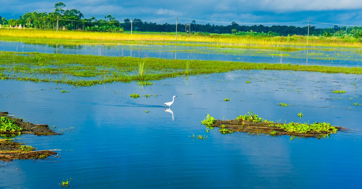 inba marsh