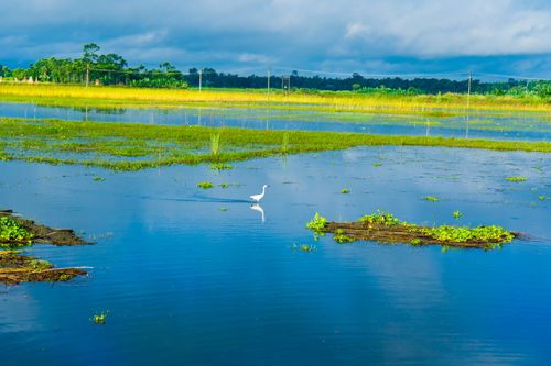 Free A lone egret stands gracefully in a vibrant wetland, against a backdrop of a cloudy sky and lush countryside. Stock Photo