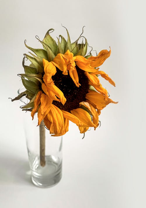 Free Close-Up Photo of a Weathered Sunflower in a Glass Vase Stock Photo