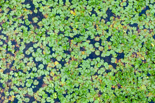 Free Top-down view of abundant green lily pads floating on a serene water surface, creating a natural pattern. Stock Photo
