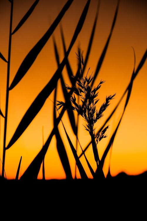 Free Silhouette of Grass during Sunset Stock Photo