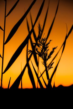 A calming silhouette of grass against a warm, golden sky during sunset, capturing nature's beauty.
